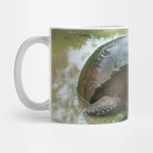 Galapagos Islands Giant Tortoise Turtle Mug